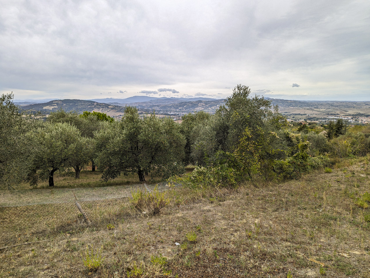 Olive trees with mountains in the distance.