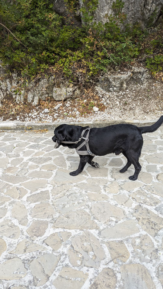 A black lab carrying its leash in its mouth.
