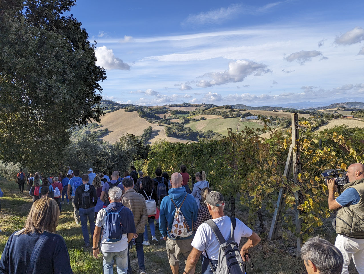 People walking away from the viewer, many with small backpacks. To the right are some grape vines and the people are walking towards some olive trees.