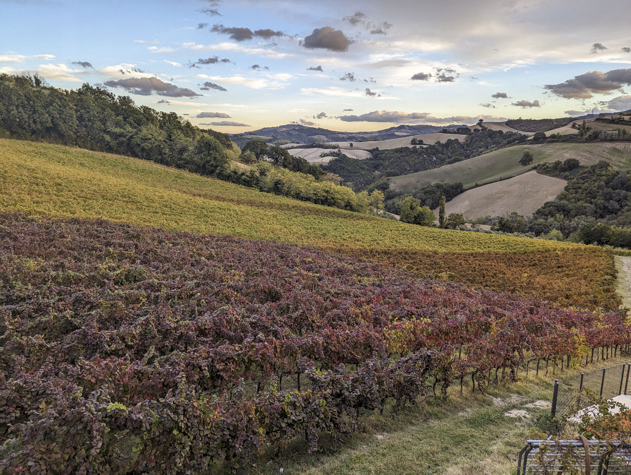 A vineyard with some of the vines having turned to autumn colors sooner than others.