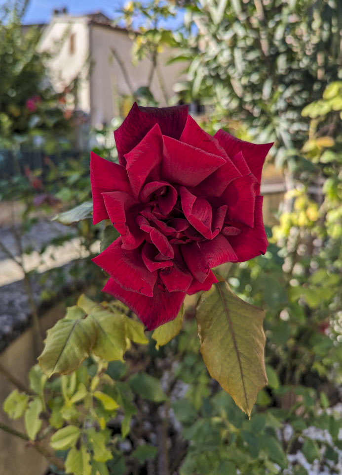 A red rose in Sant'Angelo in Lizzola.