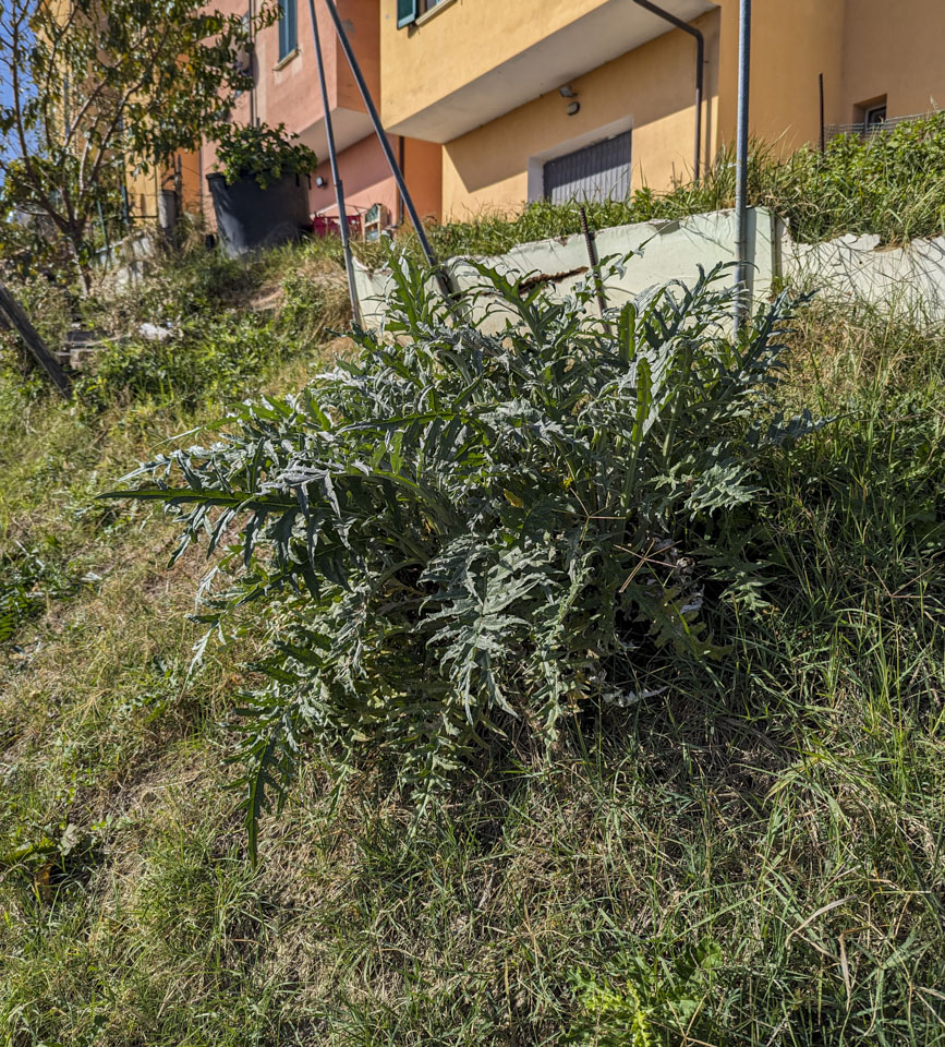 a large cardo plant