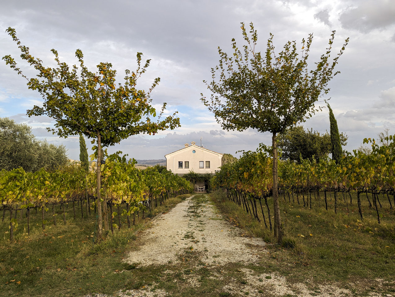 Looking down the aisle between vines towards a building