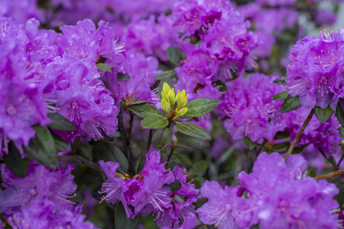 Many small clusters of purple flowers have a branch with green leaves in their midst.