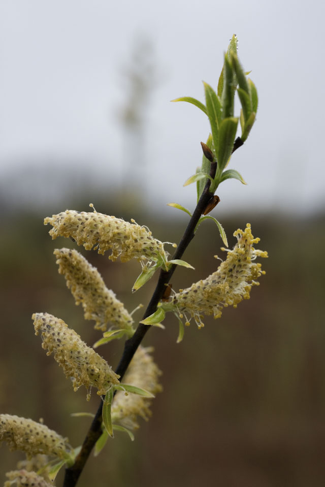 A branch has small tan growths that are probably faded flowers.