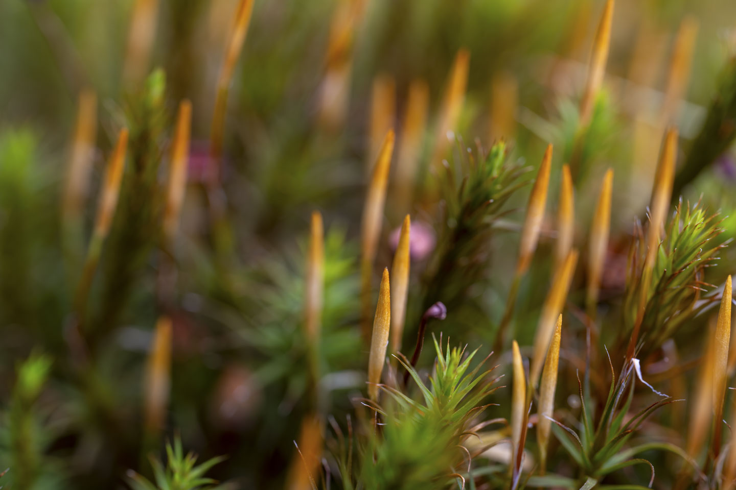 A macro picture of a moss that has small green leaves and orange towers.