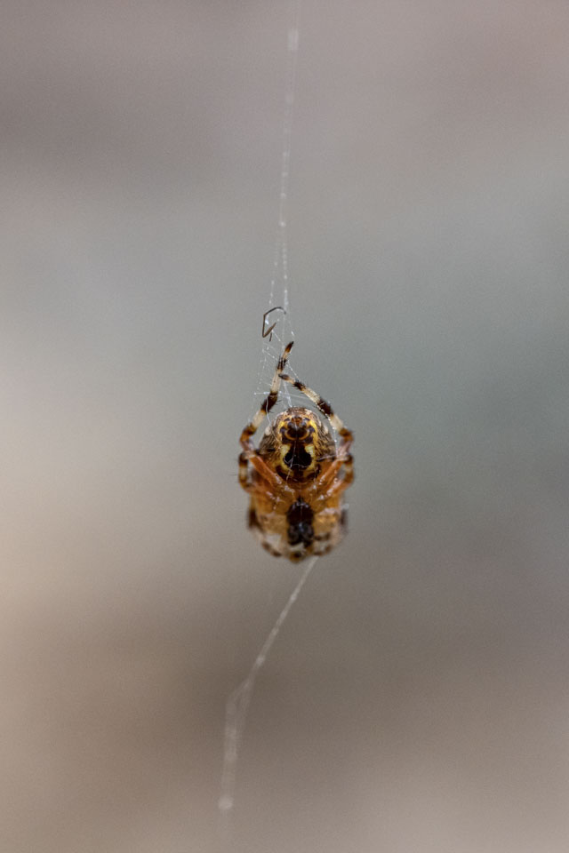 A dead spider is suspended in the air on a spider thread.