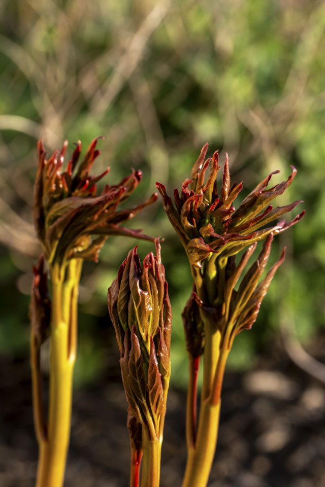 3 reddish stalks are growing in front of a blurred green background.