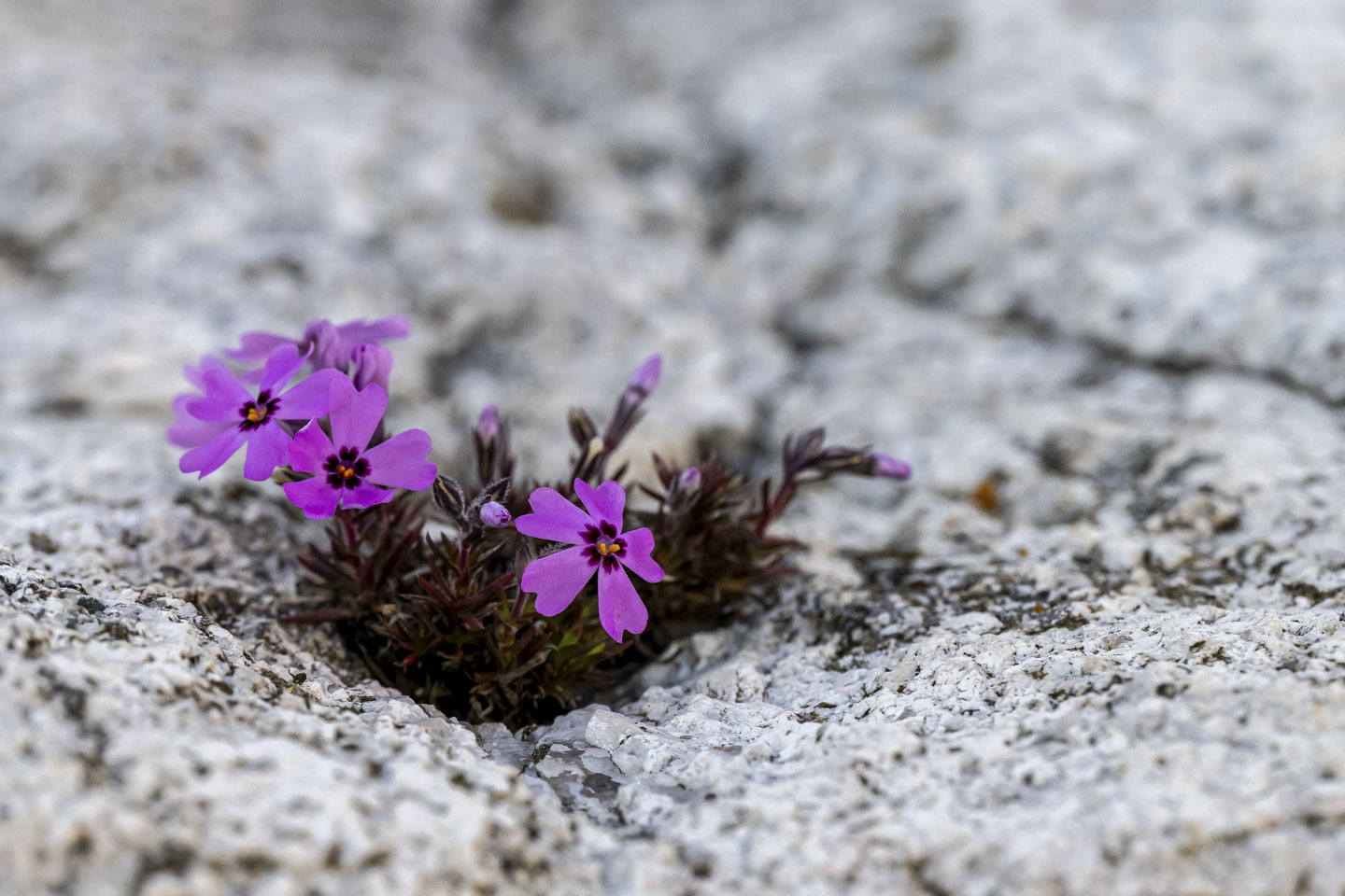 Small pink flowers that are growing out of granite rock.