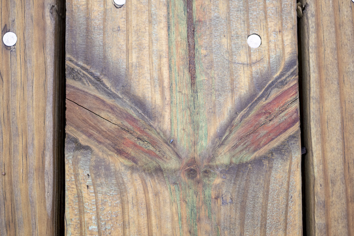 The knots in this board are shaped like wings.