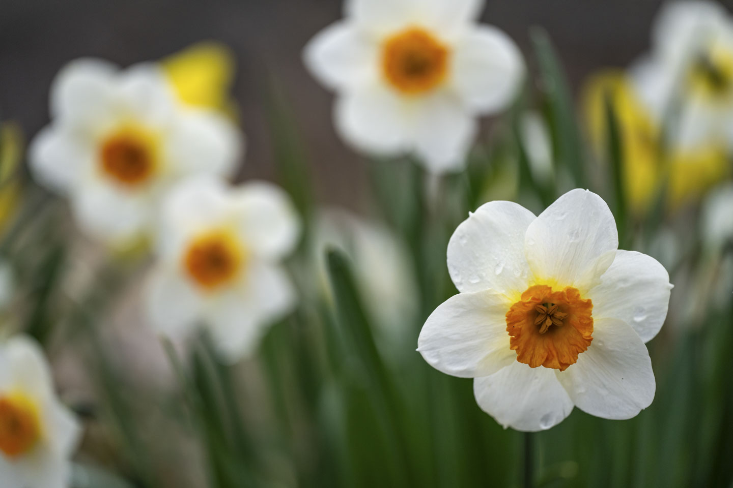 A white daffodil is facing us, and some others are indistinct in the background.