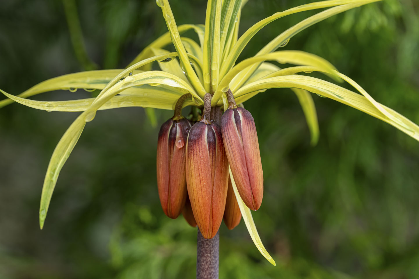 This is an unusual flower with a tall thick stalk and orange flowers facing down, and leaves that look like a mop of hair on the top.
