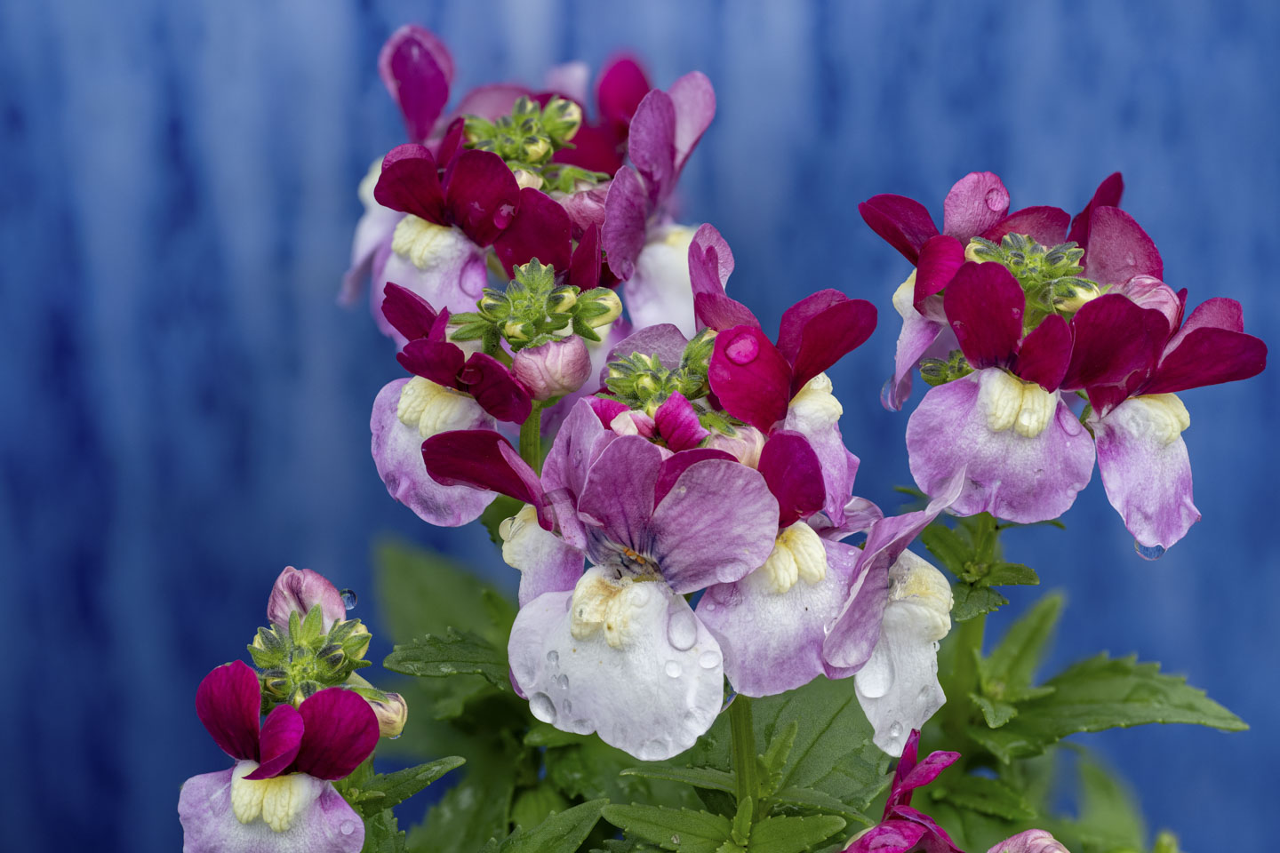Pink and white flowers sit above greenery, and have a blue background.