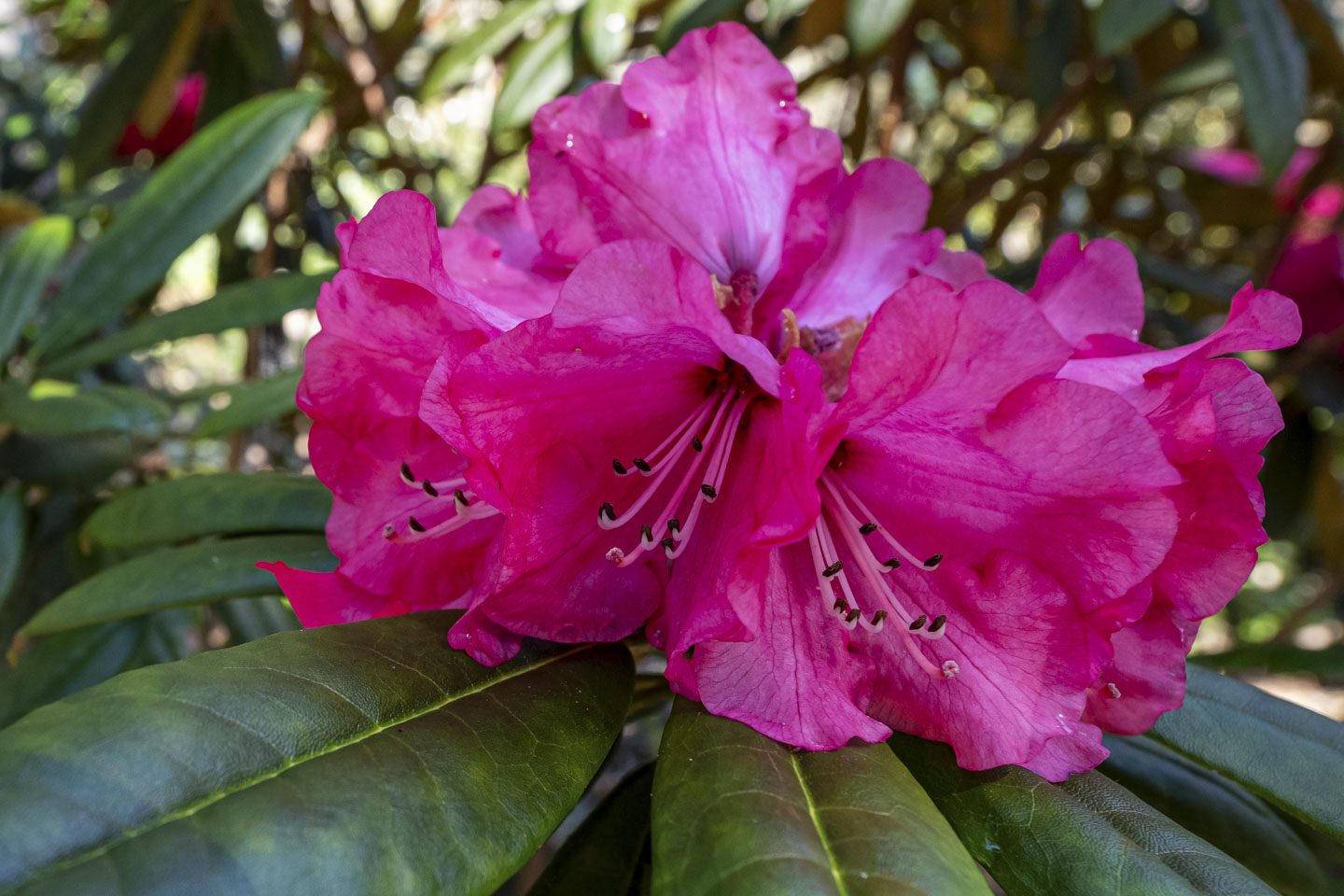 Rhododendron flowers