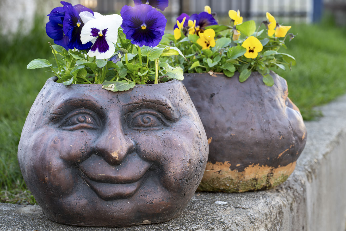A couple of planters have pansies in them, and there is a green grass lawn behind them.