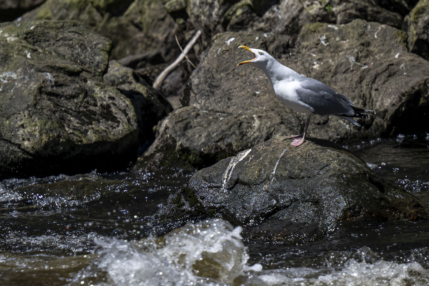 A gull cawing, standing on a rock in the water