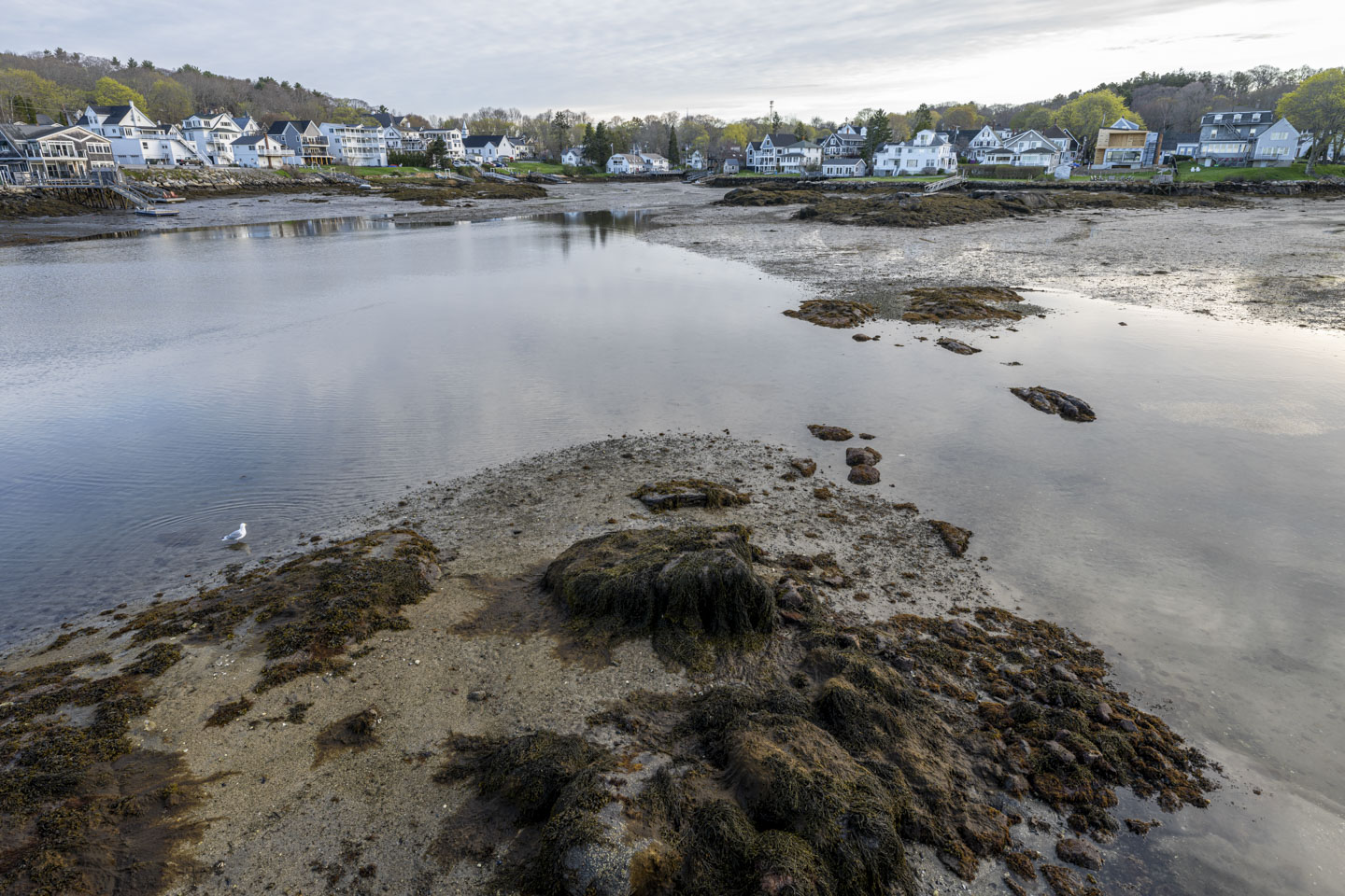 The harbor goes to a point. Shallow water can be seen in the center, with mud revealed around the edges.