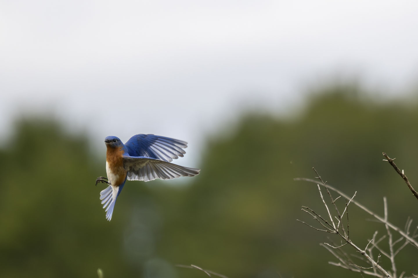 A bluebird in flight, with the wings back as if coming in for a landing.