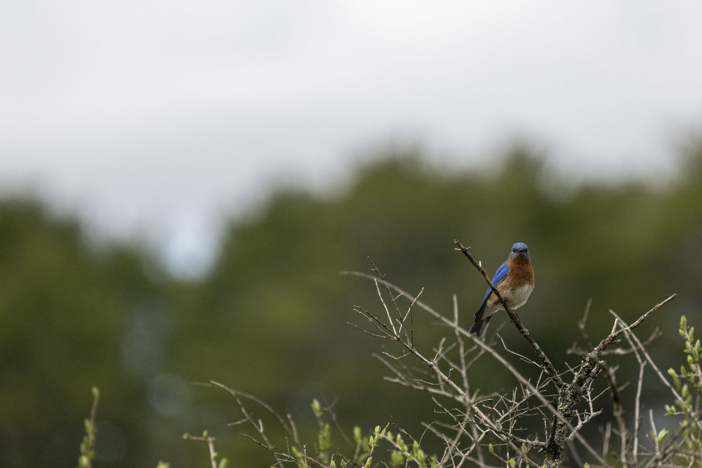 A bluebird is looking at us while perched on a small branch.