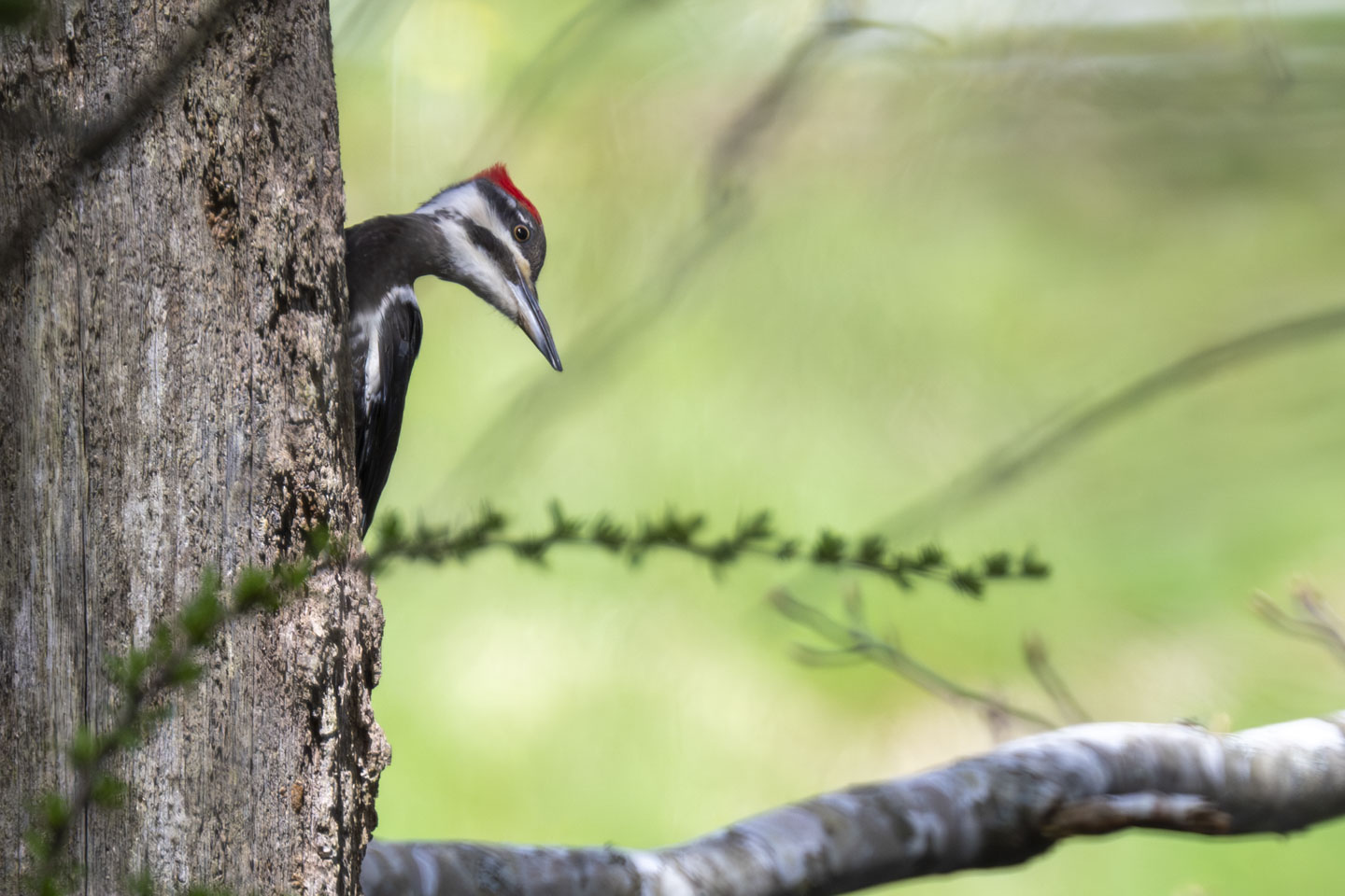 A black and white bird has some red on the top of its head. It is partially behind a tree and the head is tilted.