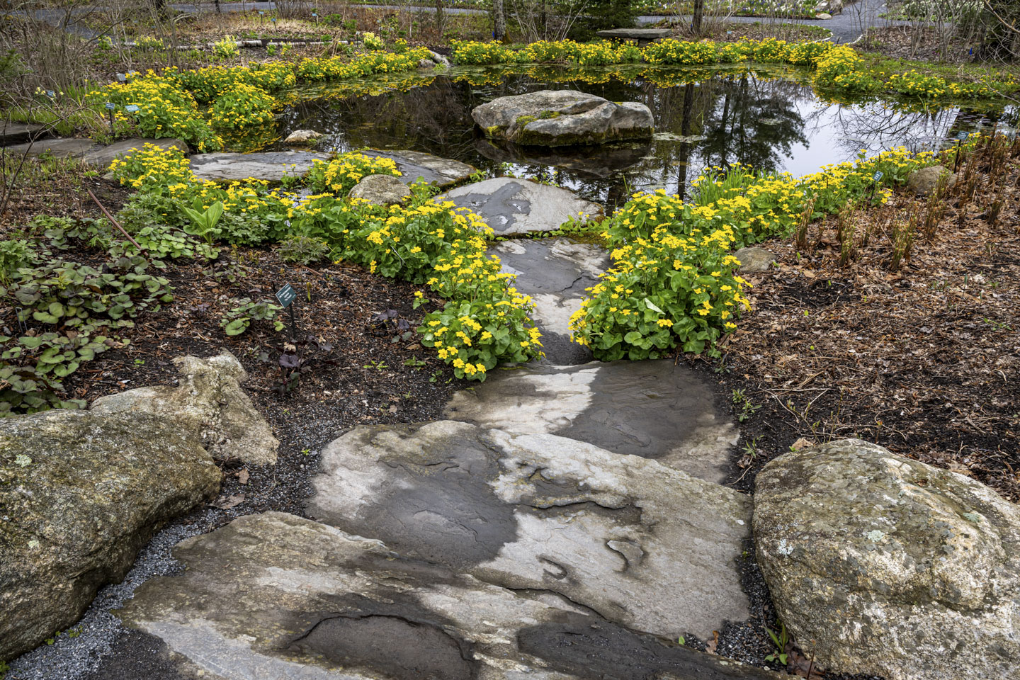A path leads to a little pond that has yellow flowers surrounding it.