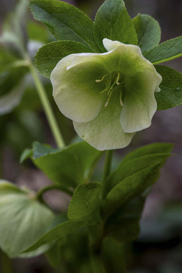 A green hellebore flower