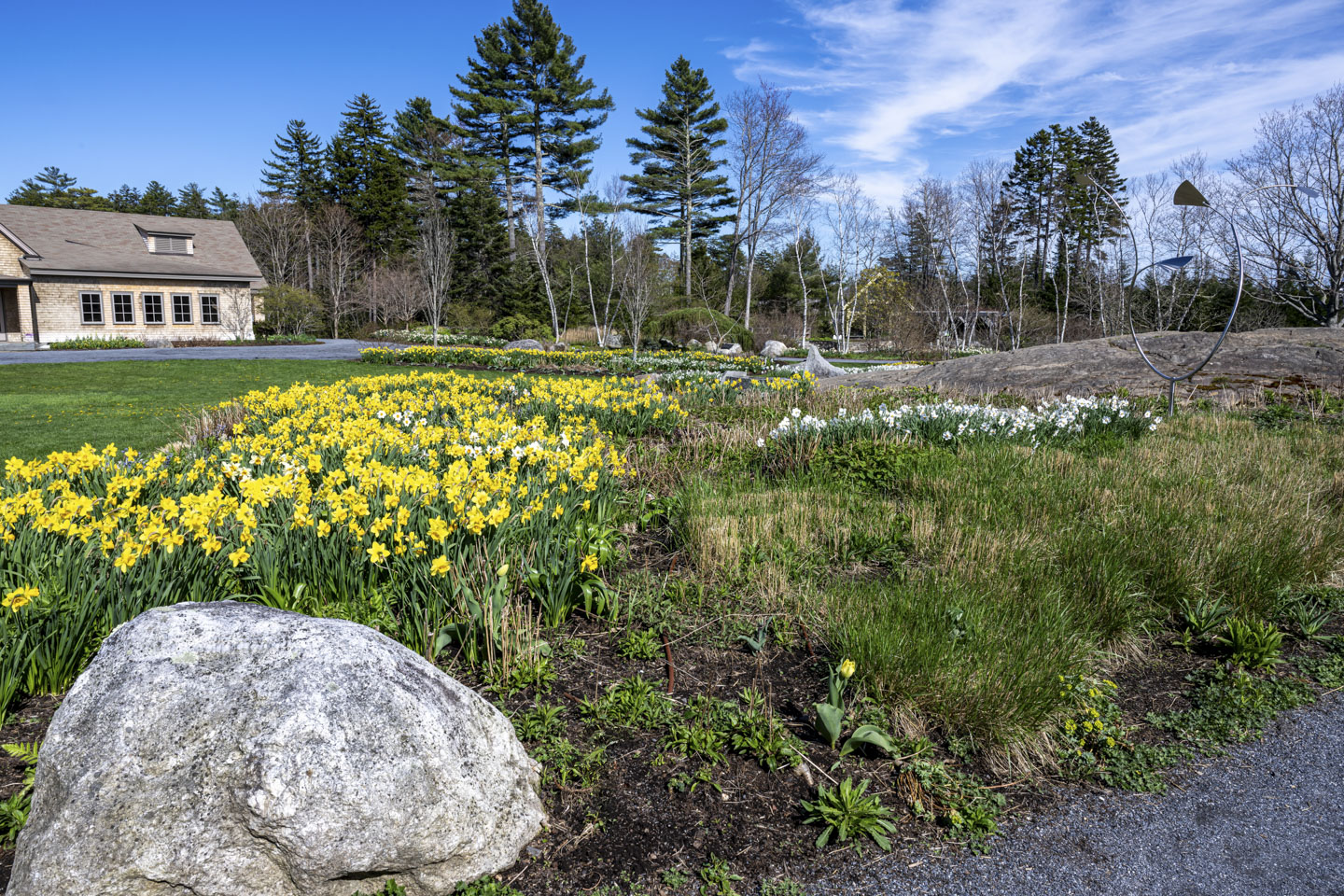 Yellow daffodils, with a few white ones, are in a broad swath. A building is on the left and a metal abstract sculpture on the right.