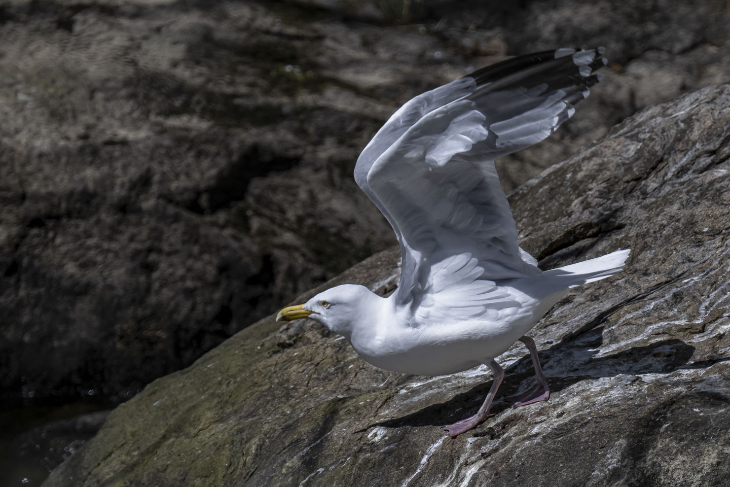 A gull with both wings lifted up, about to take flight