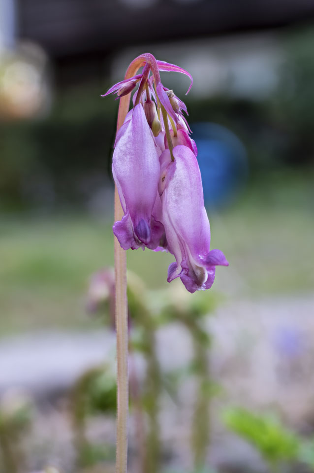 A small cluster of pink bleeding heart flowers