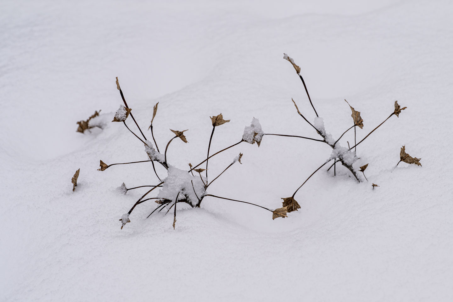 Two very small trees are protruding from snow.