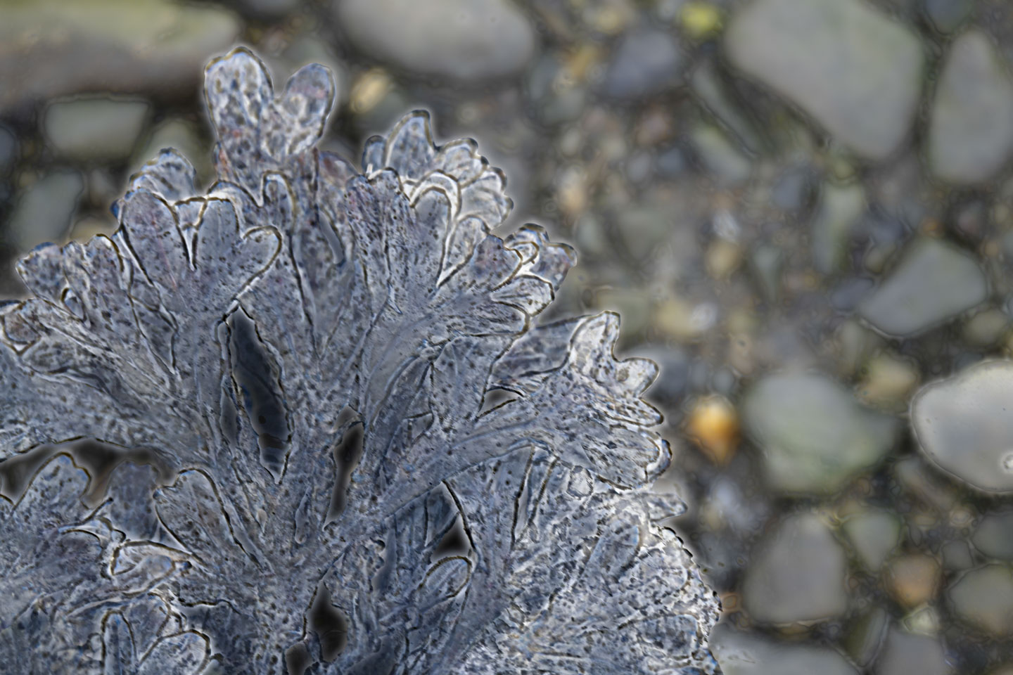 This picture is a stylized representation of some icy seaweed  in front of a blurry pebbled background.