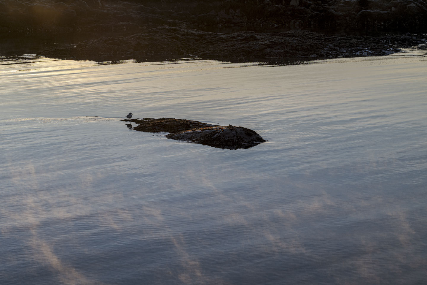 A bird is standing on the edge of a rock in water, while steam rises up from the water.
