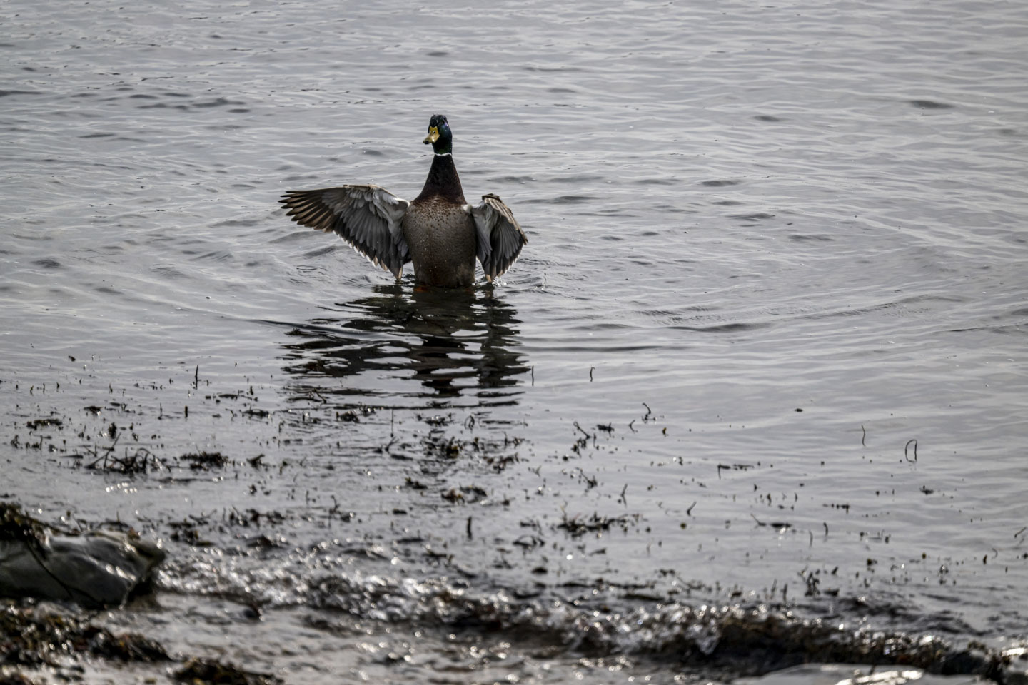 A mallard is partially out of the water with its wings spread.