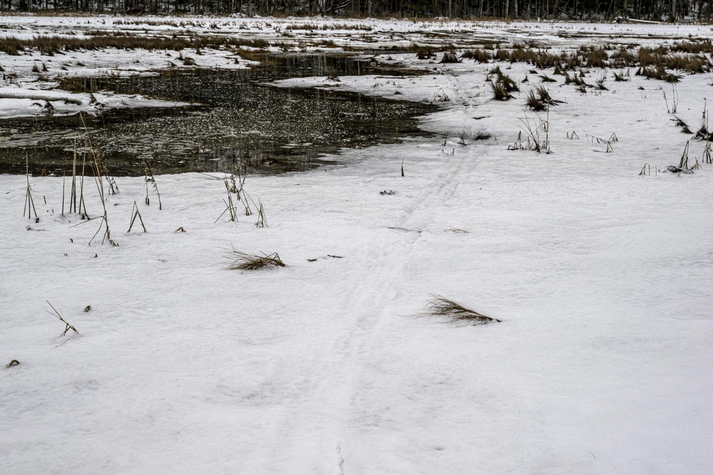 Snow leads to water, and a track from cross country skis goes through a spot that does not look passable anymore.