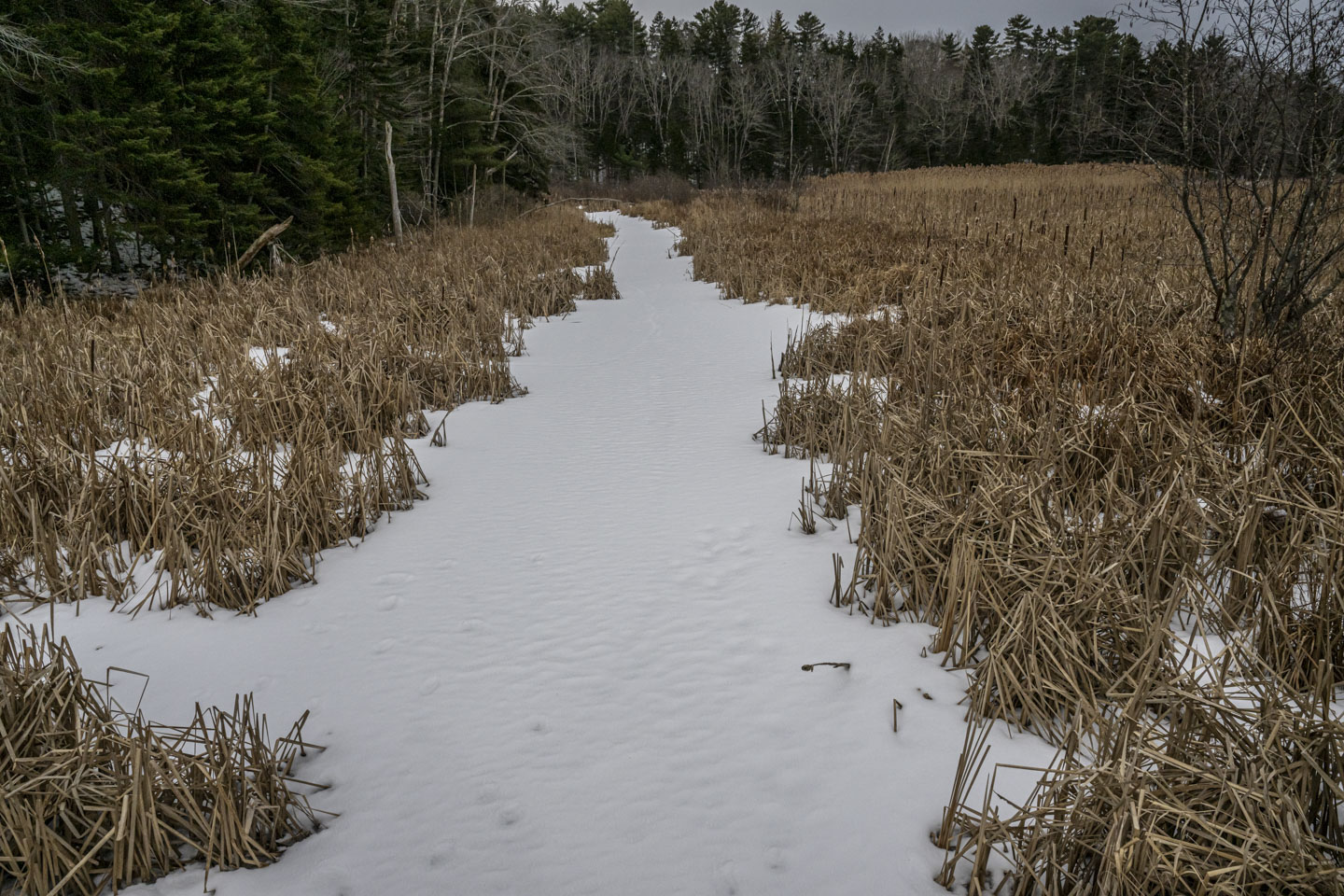 Marsh grass is on either side of a path that is actually a snow-covered brook.