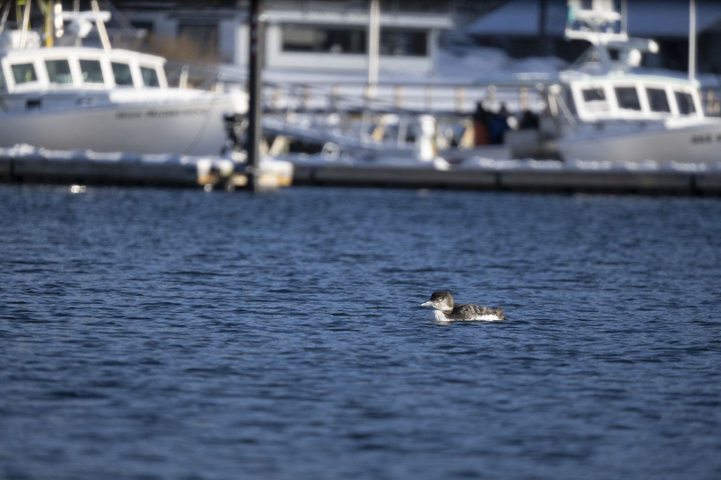 A loon is in the water, with a dock and boats behind it.