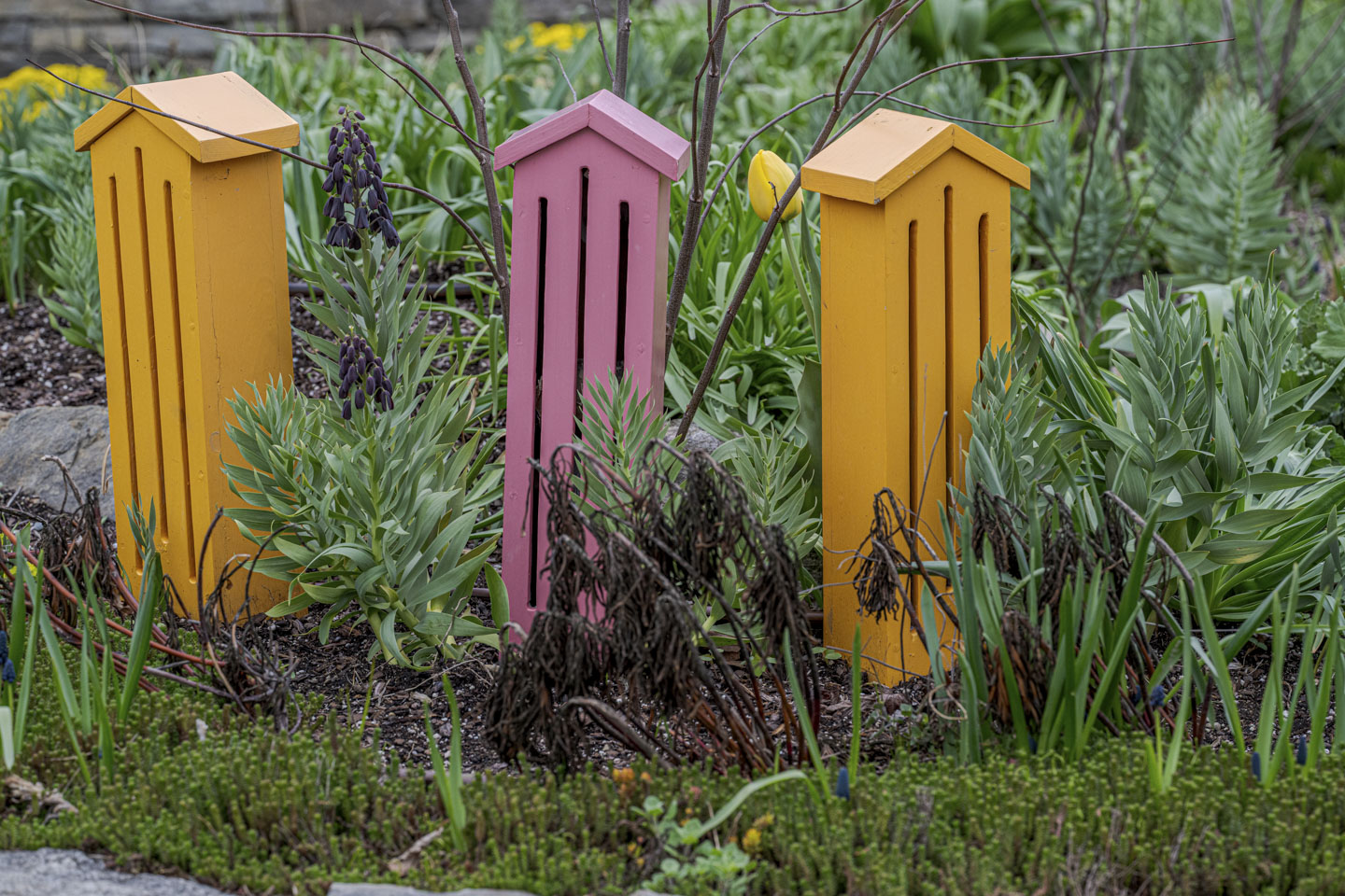 Two yellow and one pink butterfly house sit amid plants.