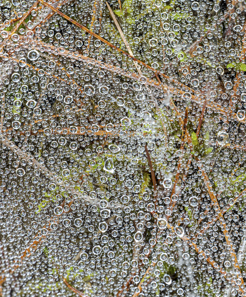 Many water droplets cover an invisible spider web.