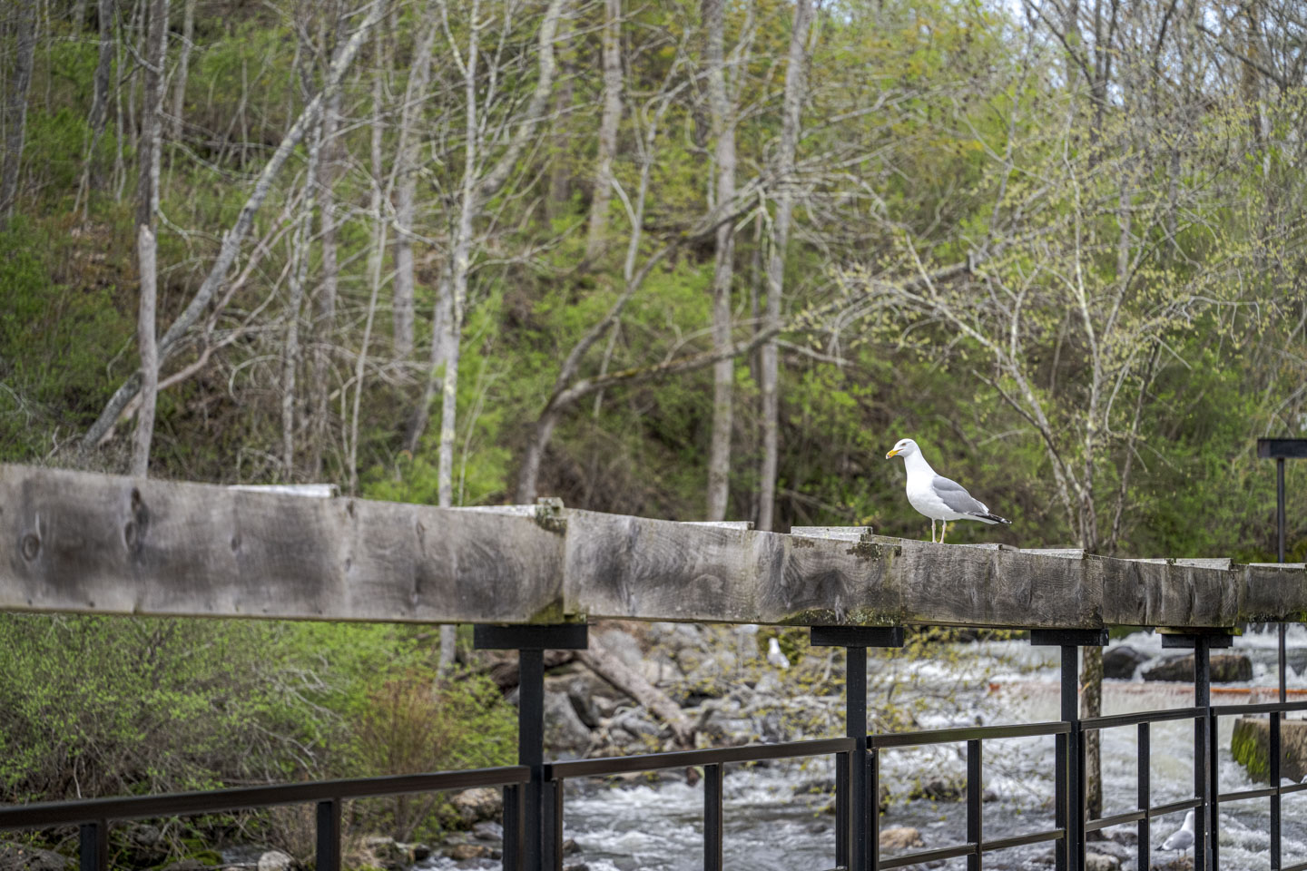 A herring gull stands on the top of a wooden fence with a river and trees behind it.