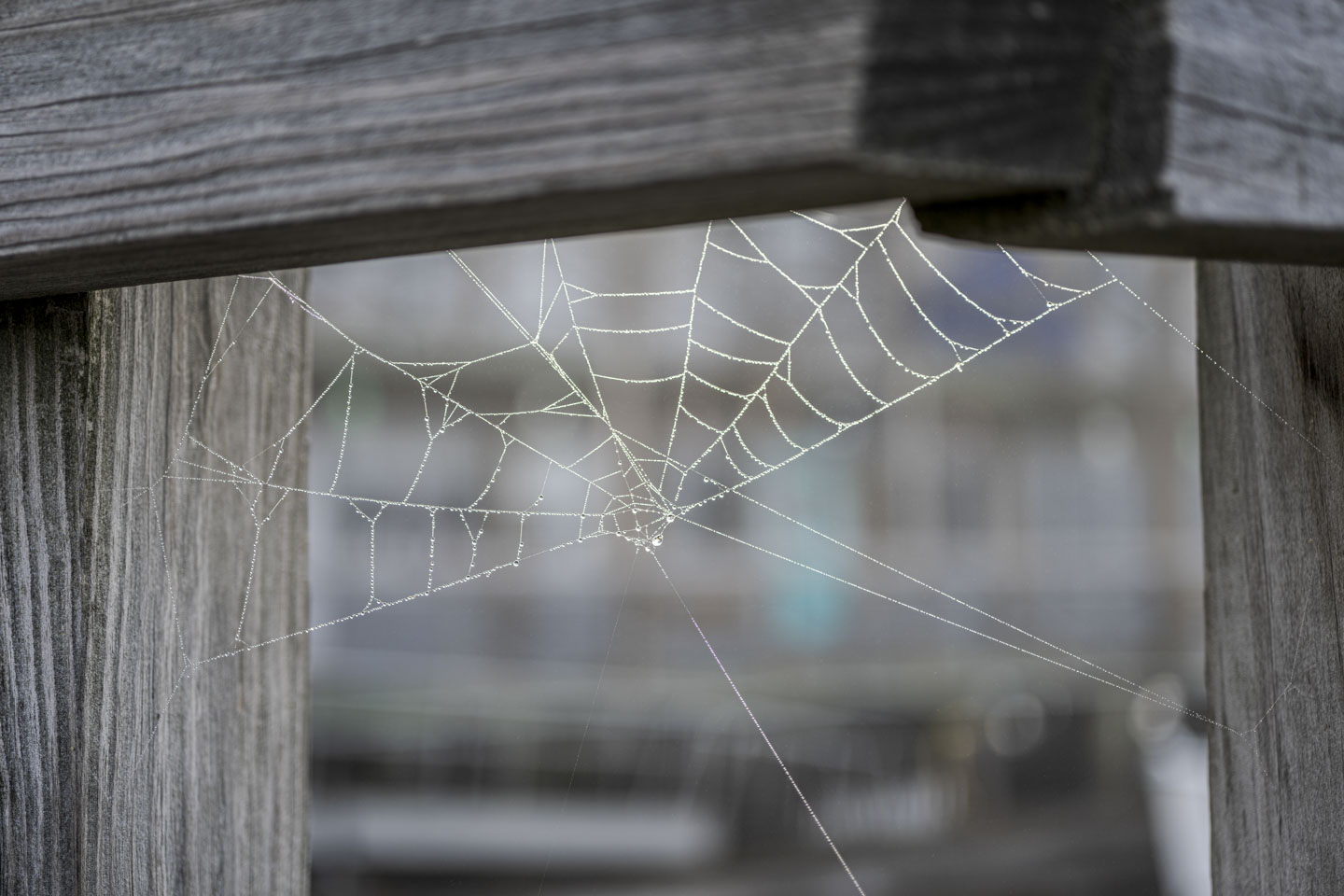 A spiderweb glistens between wood posts.