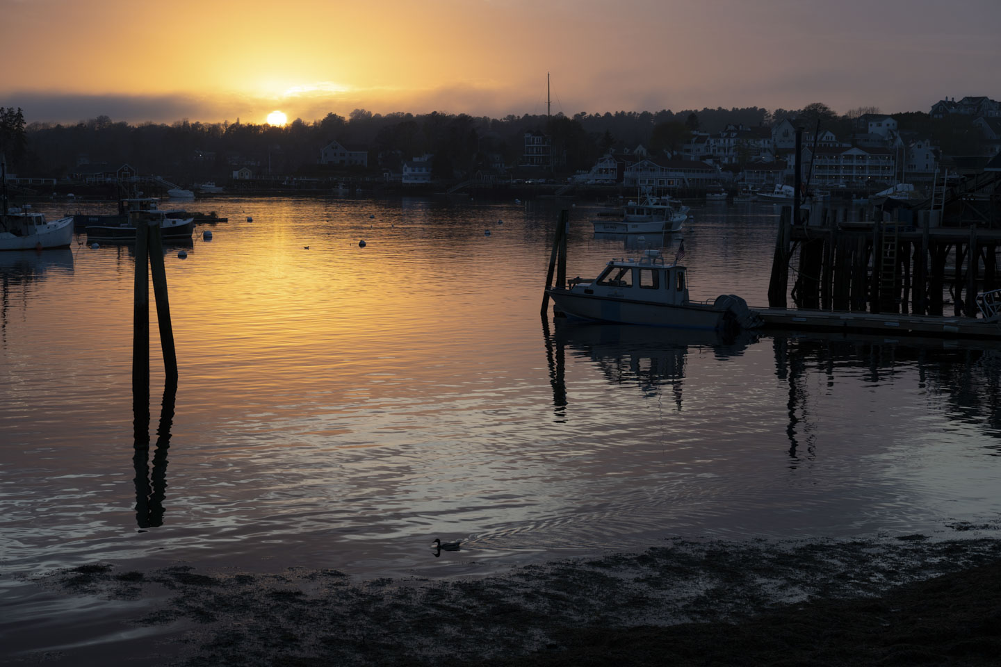 The setting sun illuminates the water with a few boats in the harbor and a duck in the foreground.