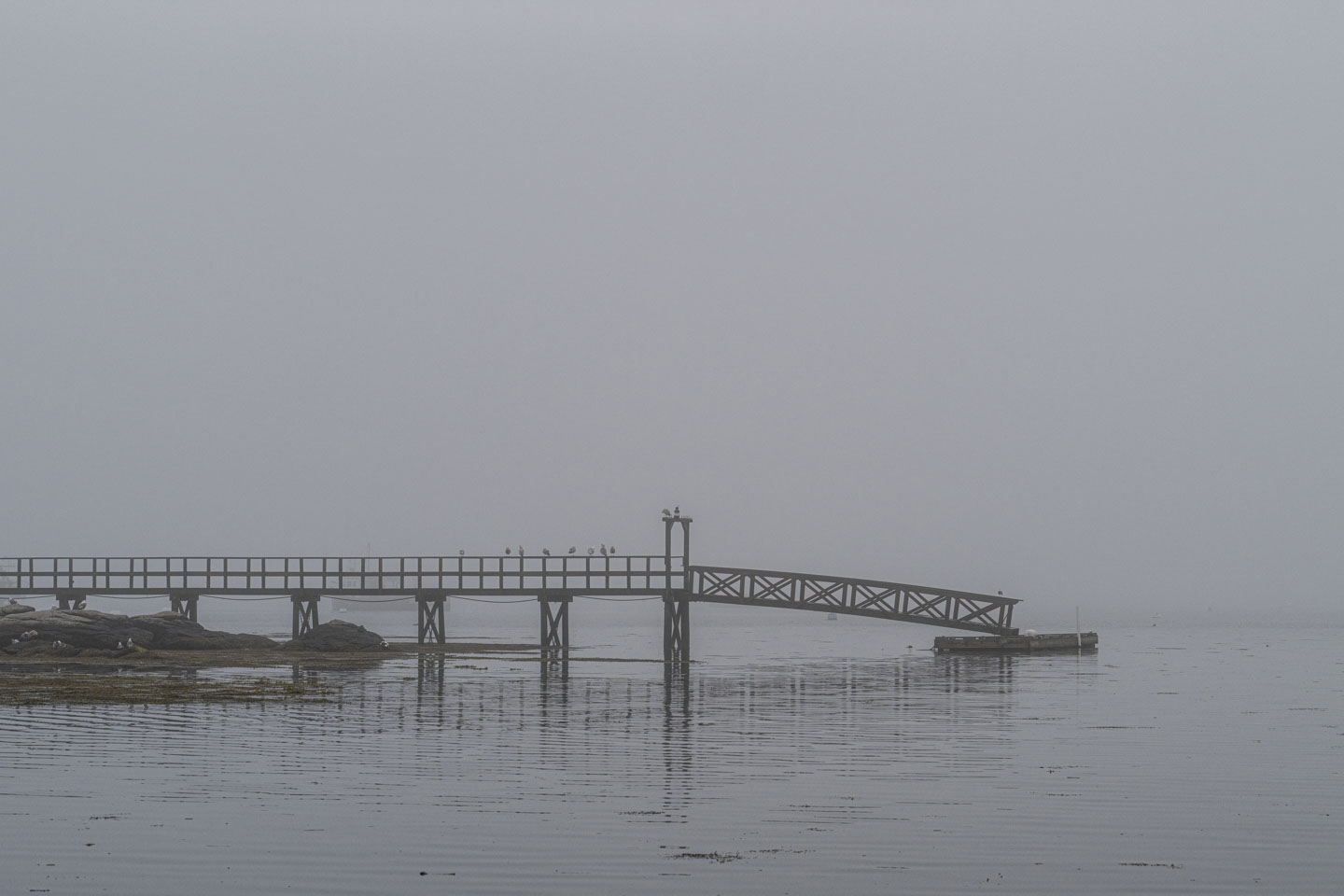 A pier extends over the water in the fog, with birds on the railings.