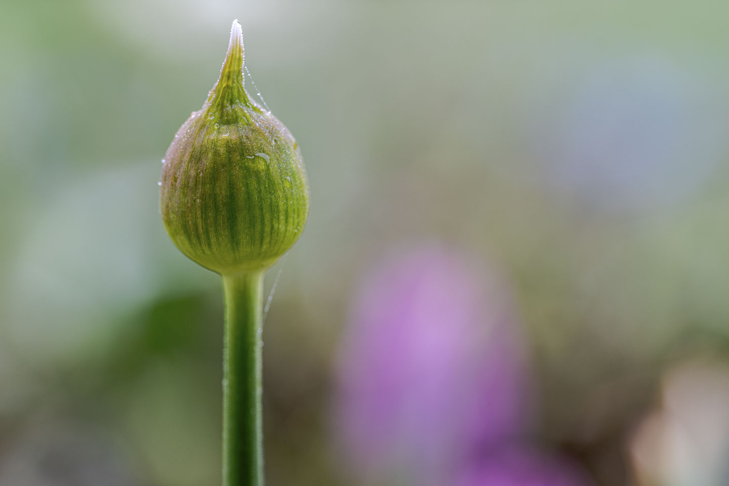 An unopened flower