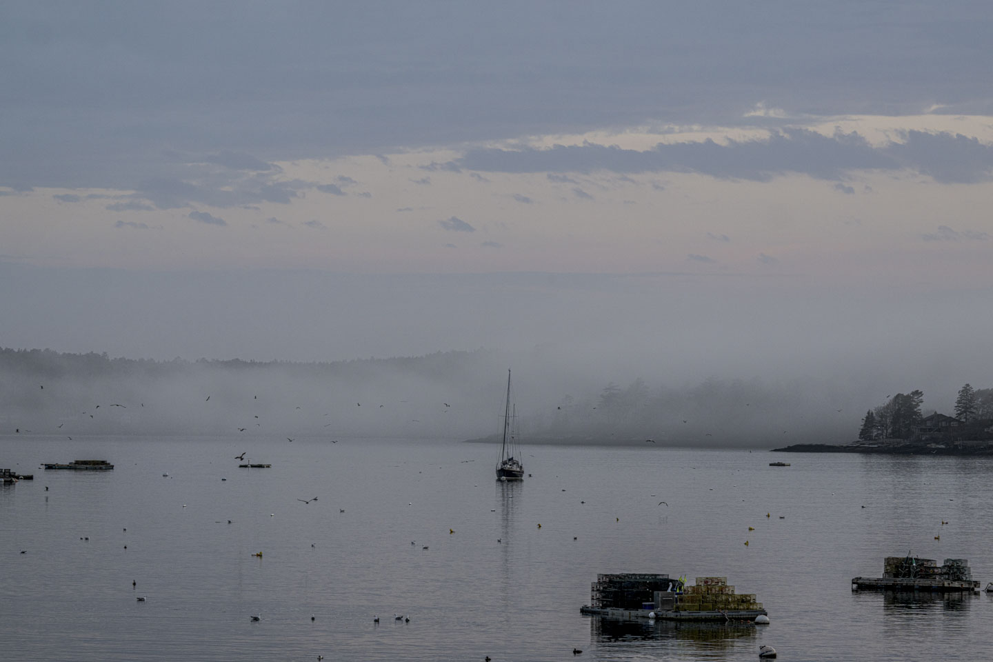 Sky can be seen above, but fog is near the harbor water.