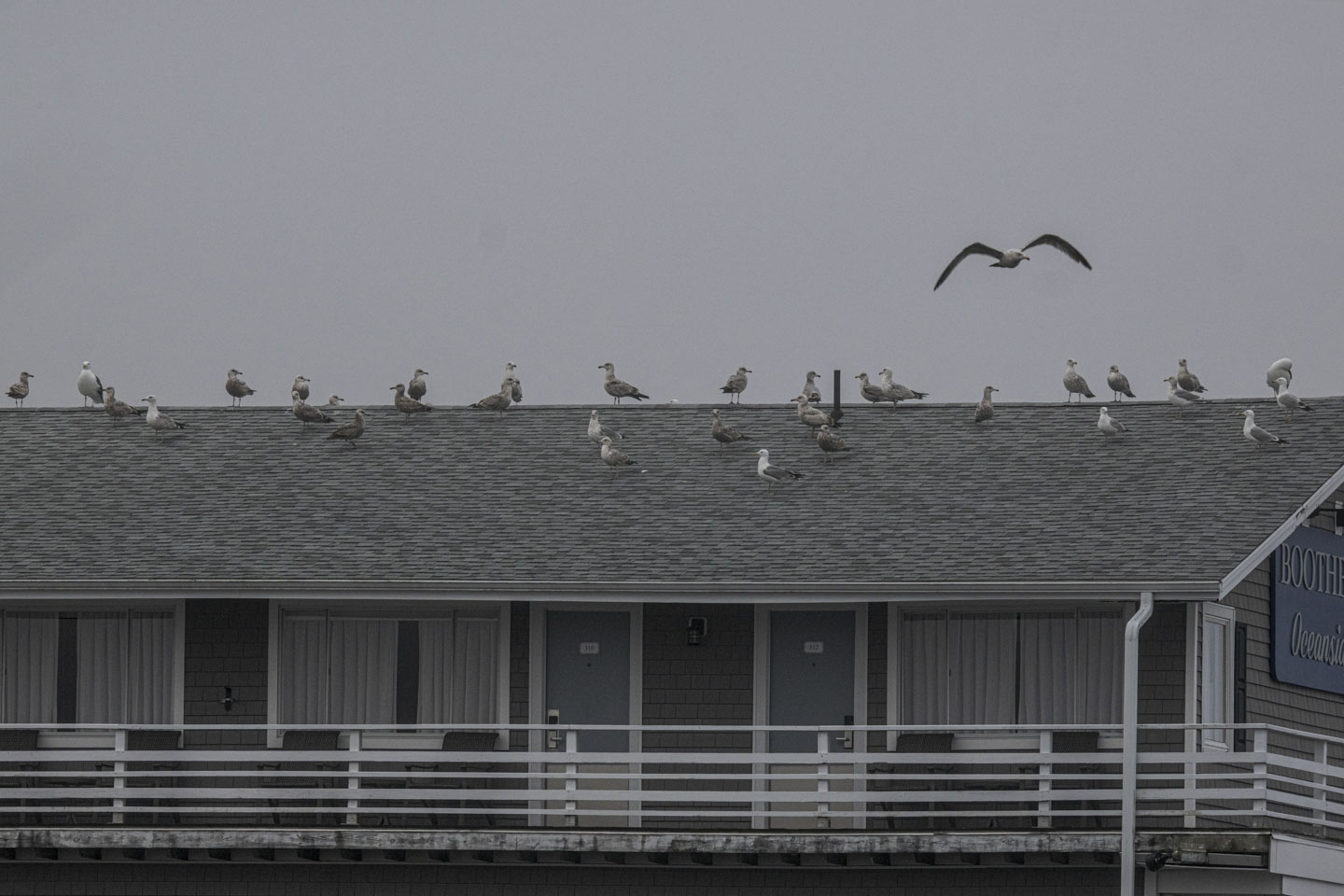 Many gulls are on the roof of an inn.