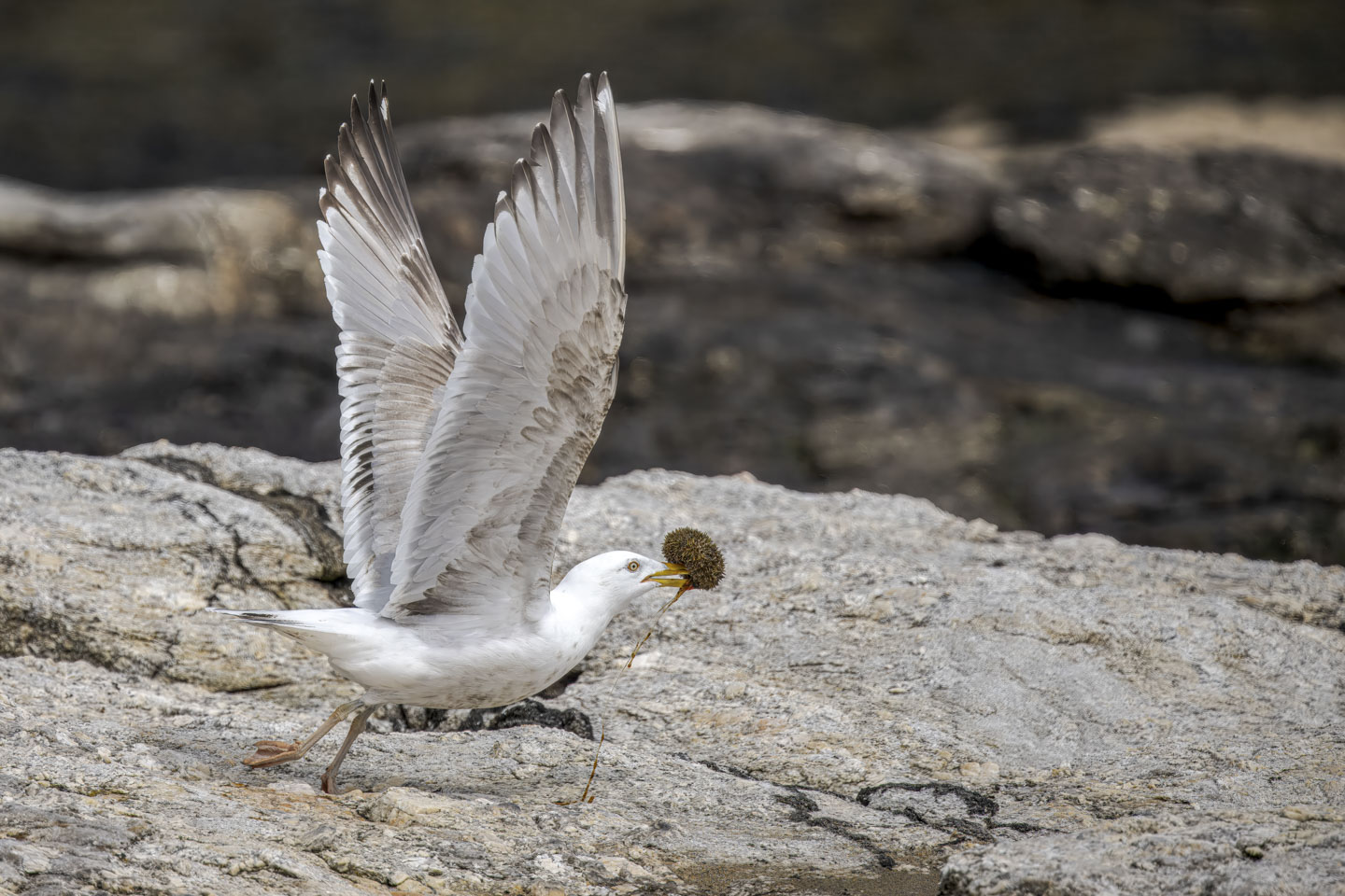A gull is flying away with an urchin held in its beak.