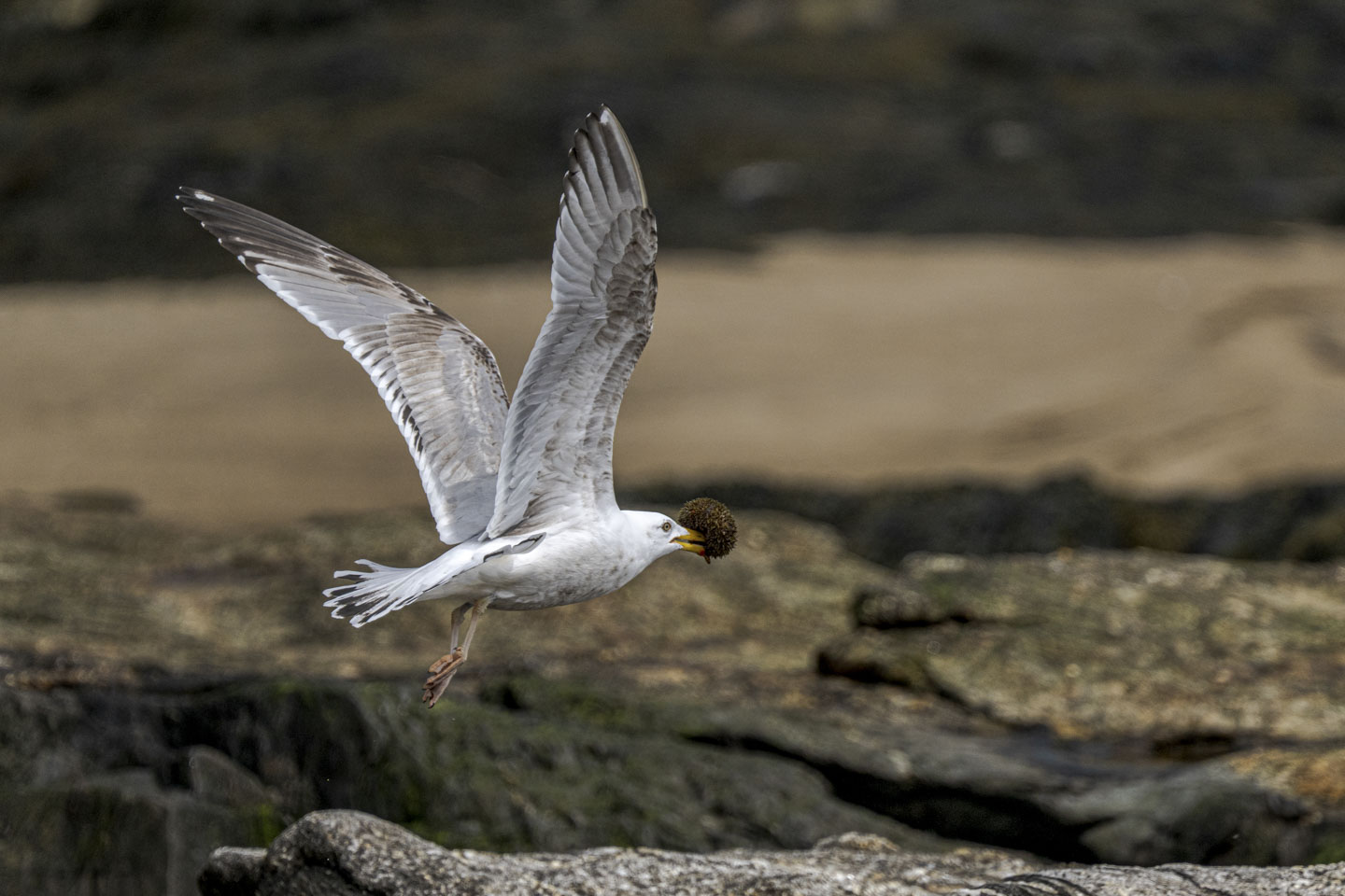 A gull is flying away with an urchin held in its beak.