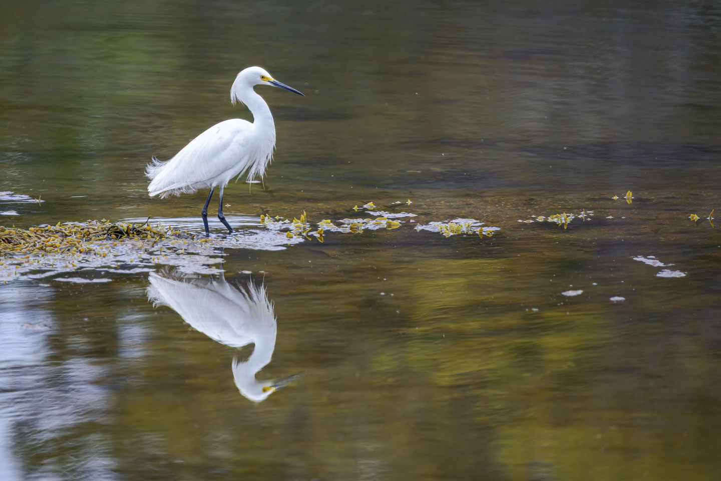 A snowy egret stands in and is reflected in water.