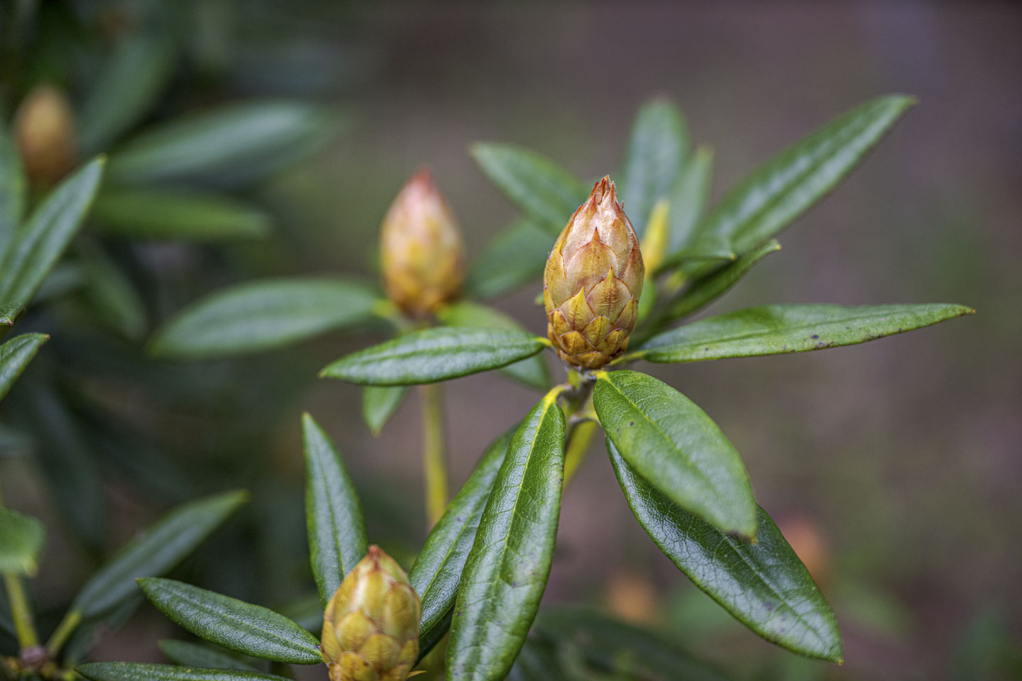 A bud on a tree.