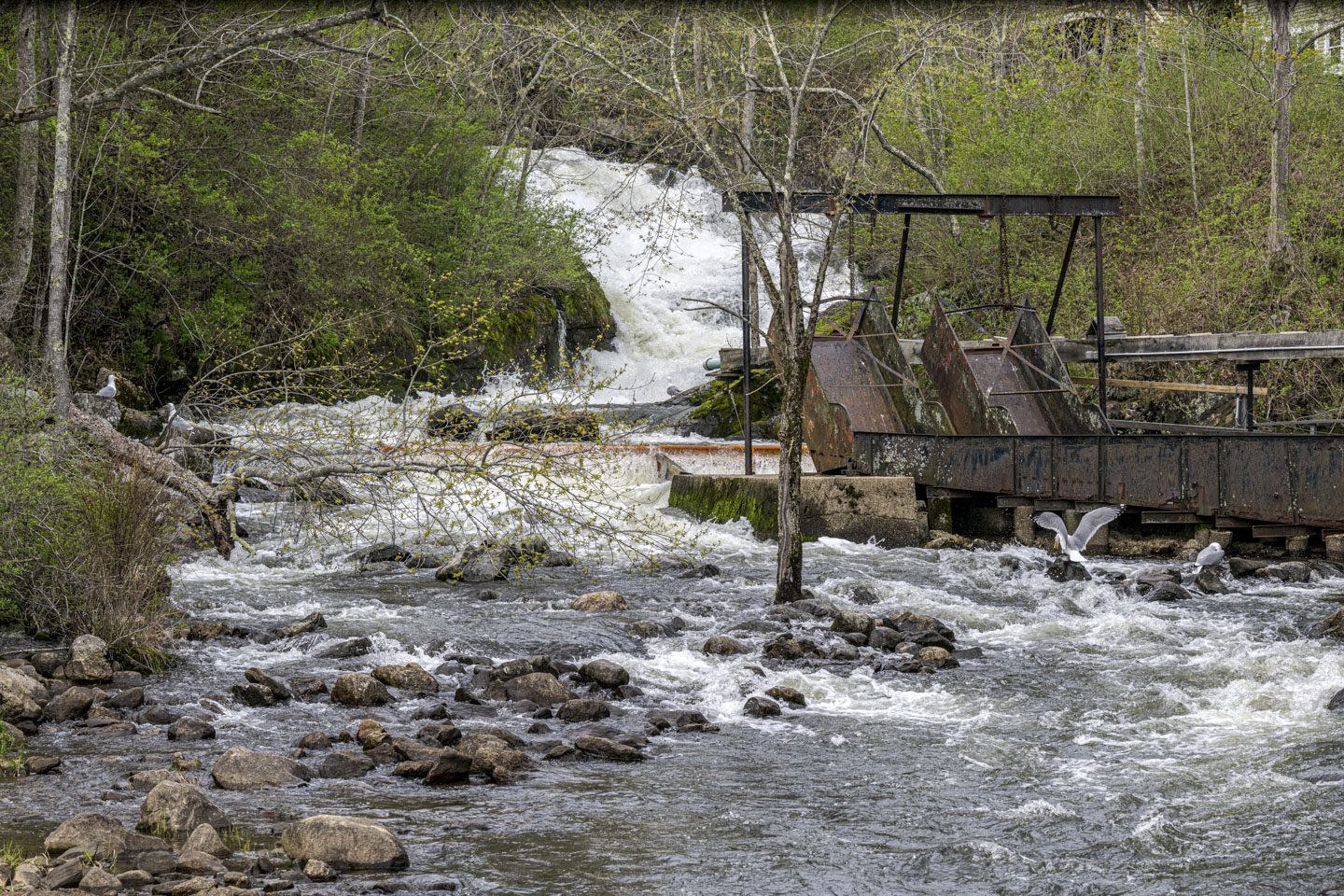 A view of the river and the metal runs used to harvest fish. There is a lot of water in the river.